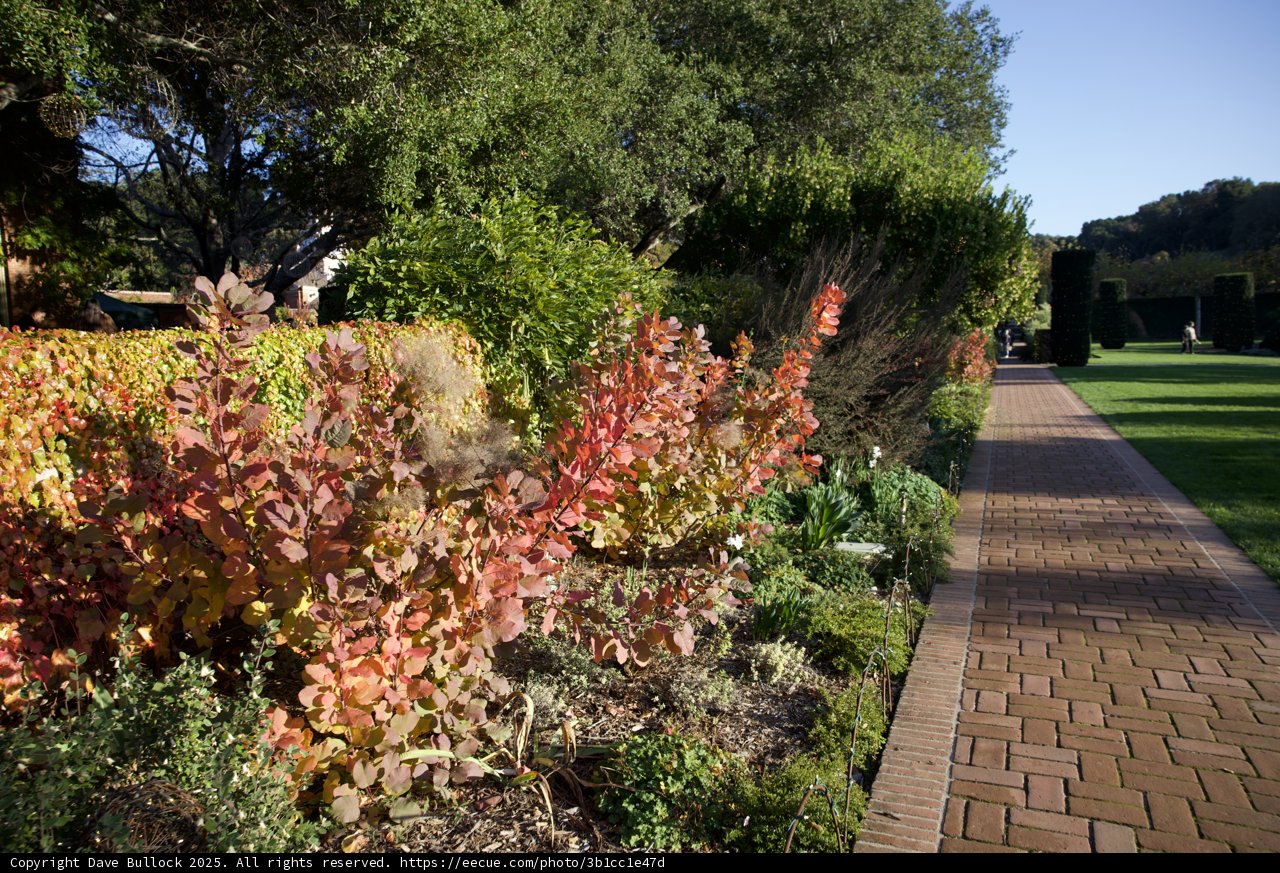 Autumn's Embrace at Filoli