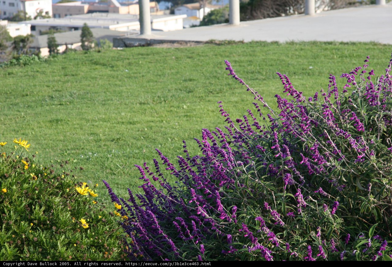 A Serene Field of Purple and Yellow