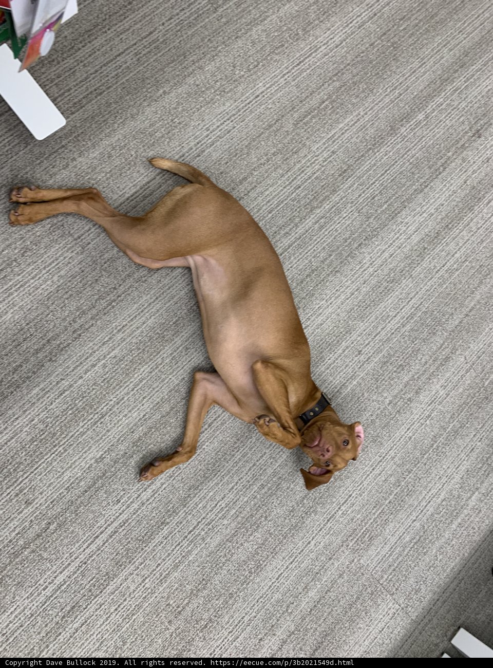 Lazy Dog on the Floor