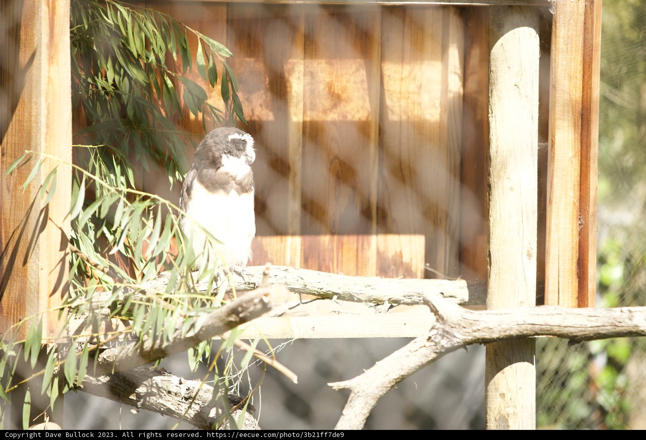 Feathered Friend in the San Francisco Zoo