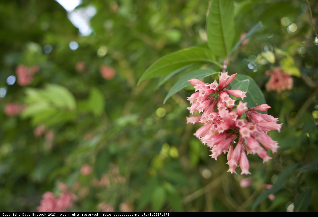 The Pink Blossom of San Francisco