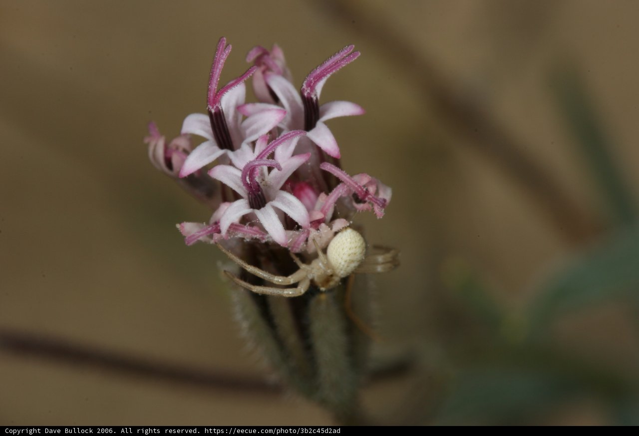Spider on Amaryllidaceae Flower