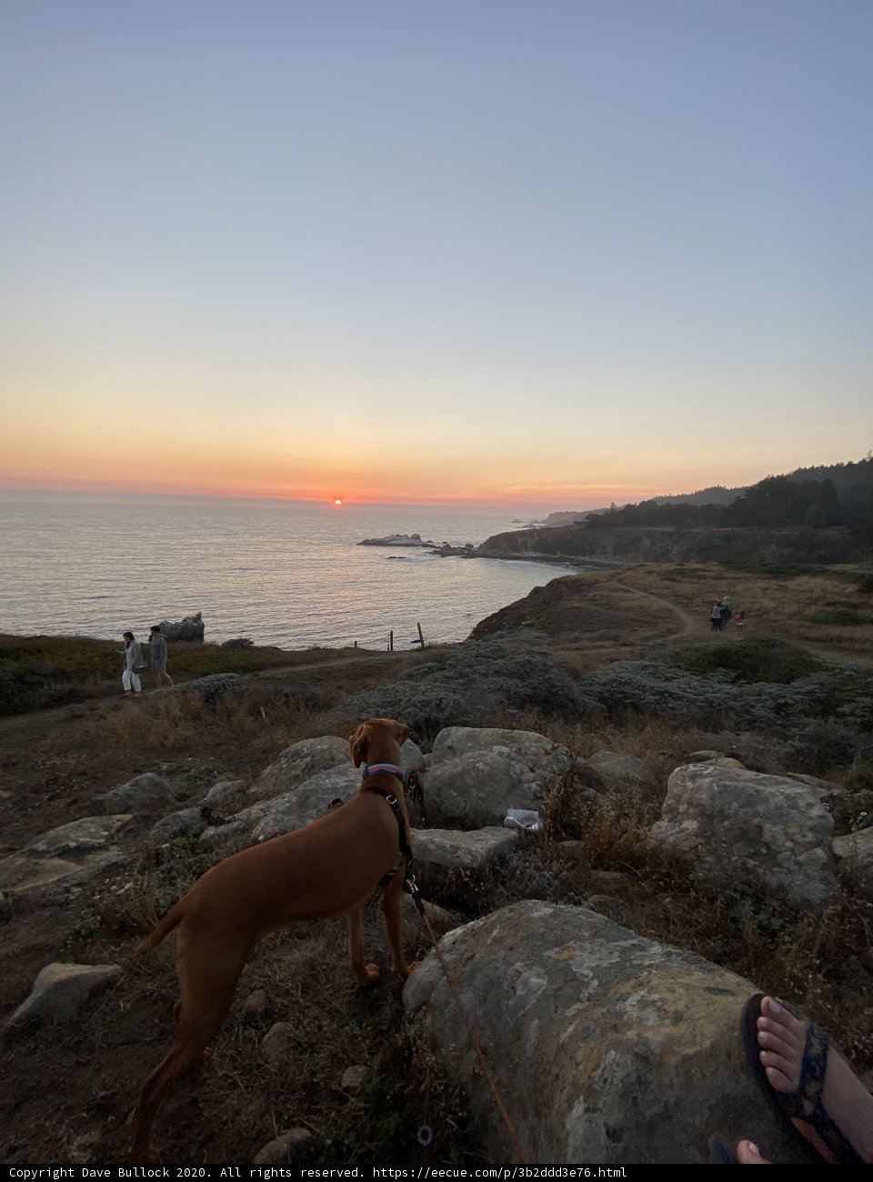 Canine Overlooking the Ocean
