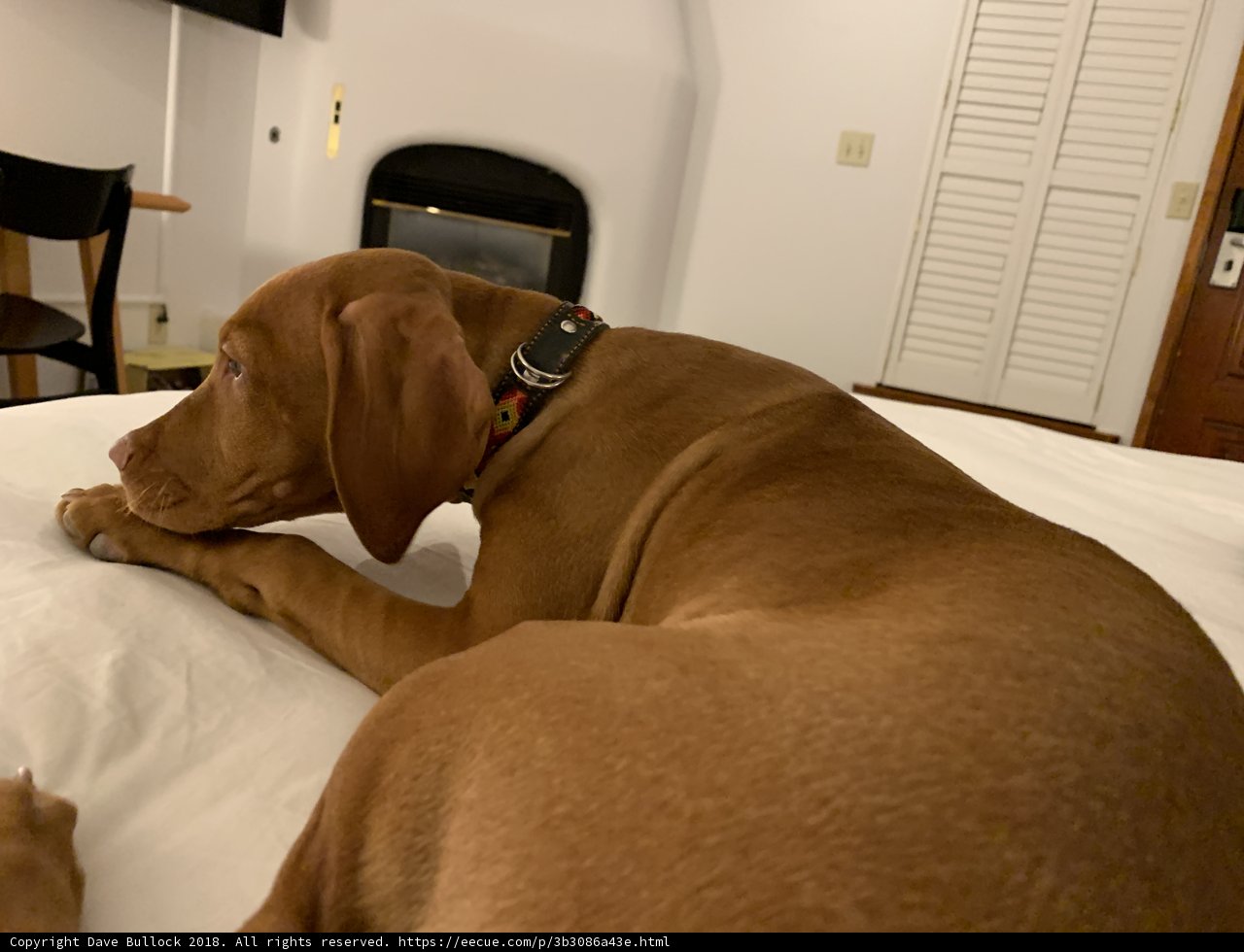 A Canine's Retreat