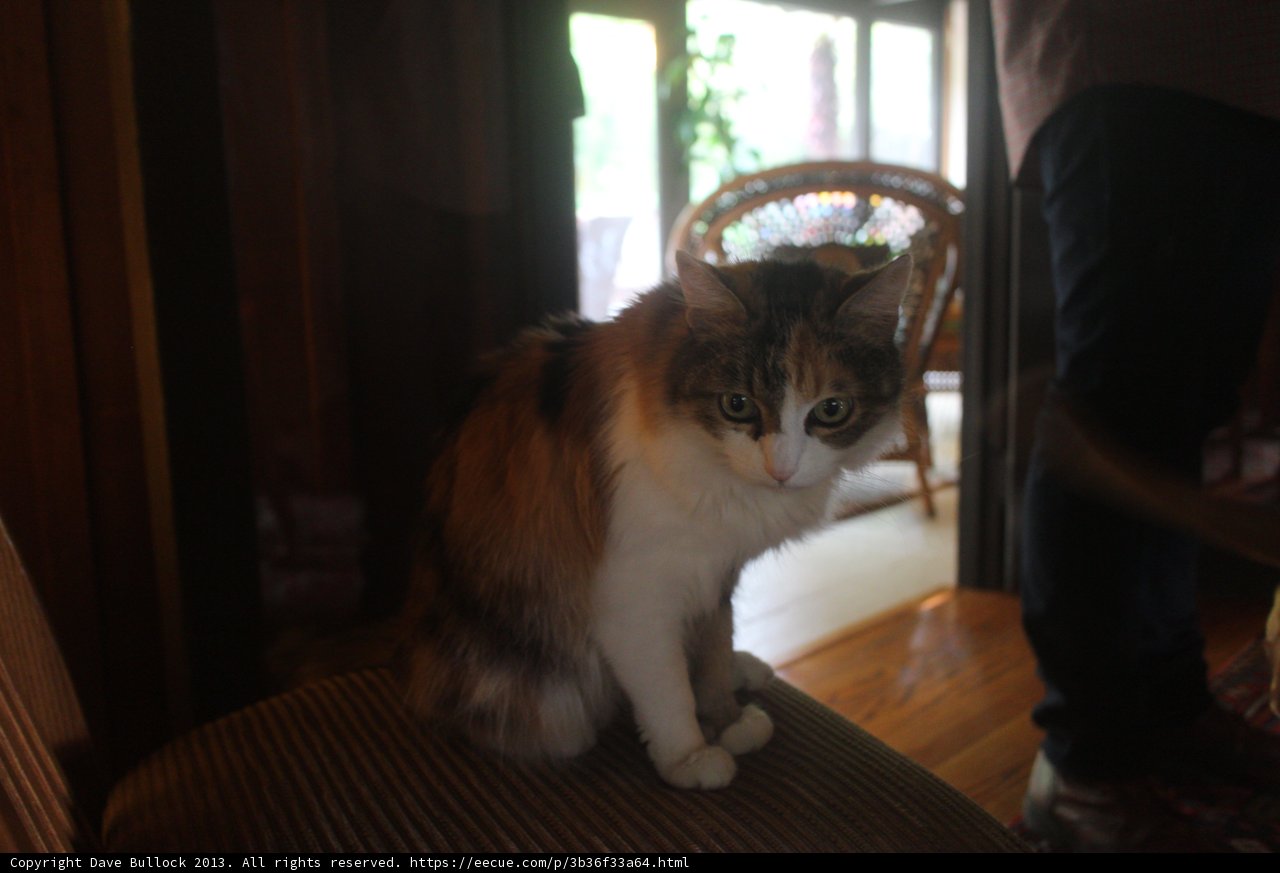 Regal Cat on a Hardwood Throne