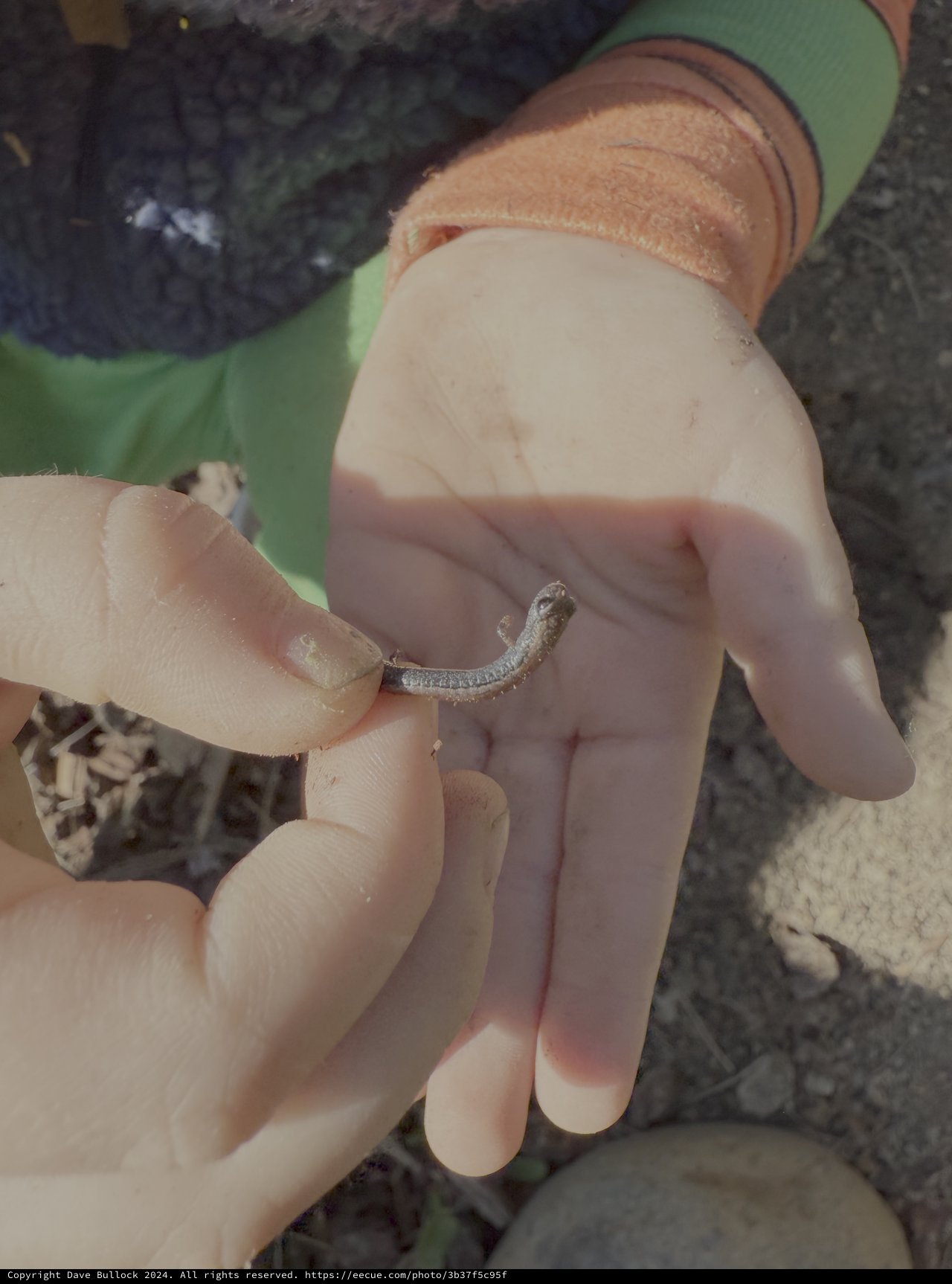 Small Snake Discovery in Gentle Hands