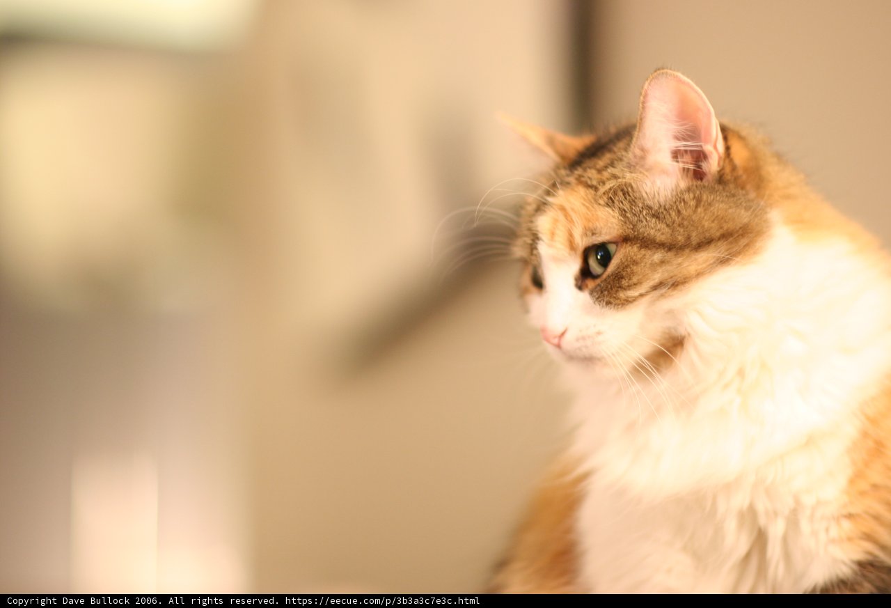 Pensive Abyssinian