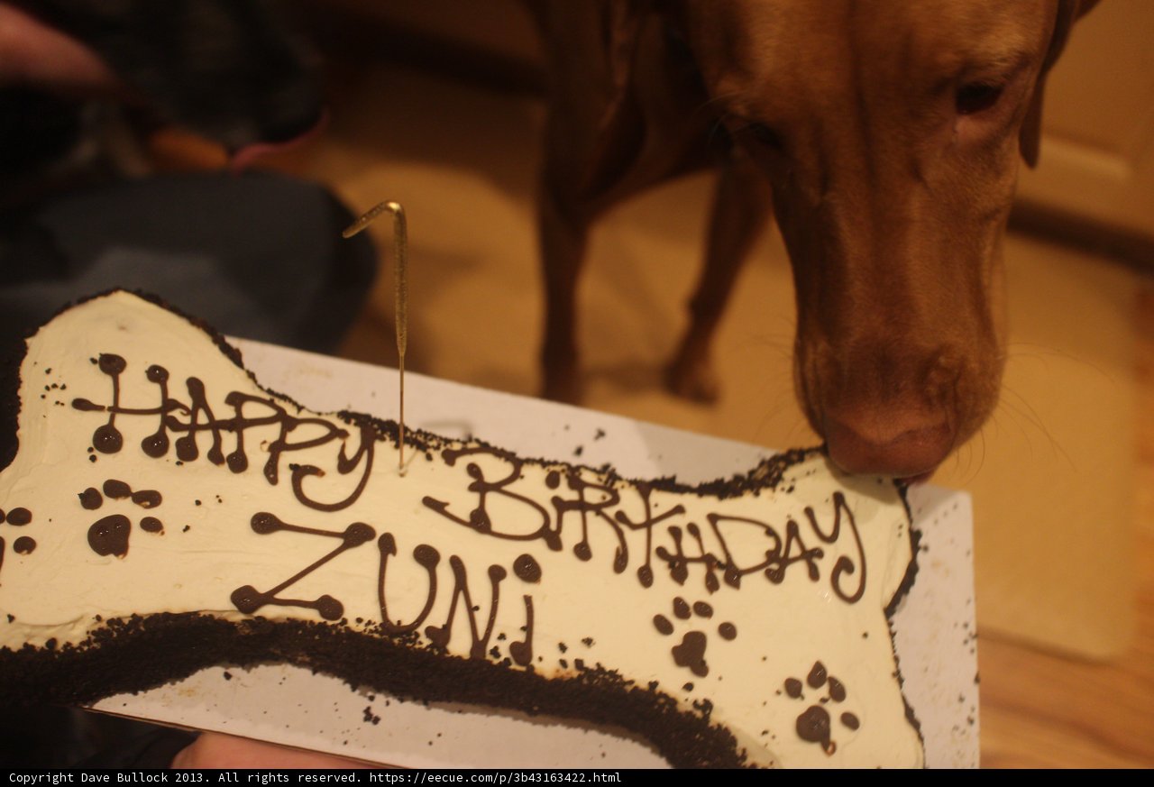 Pup-cake Dreams