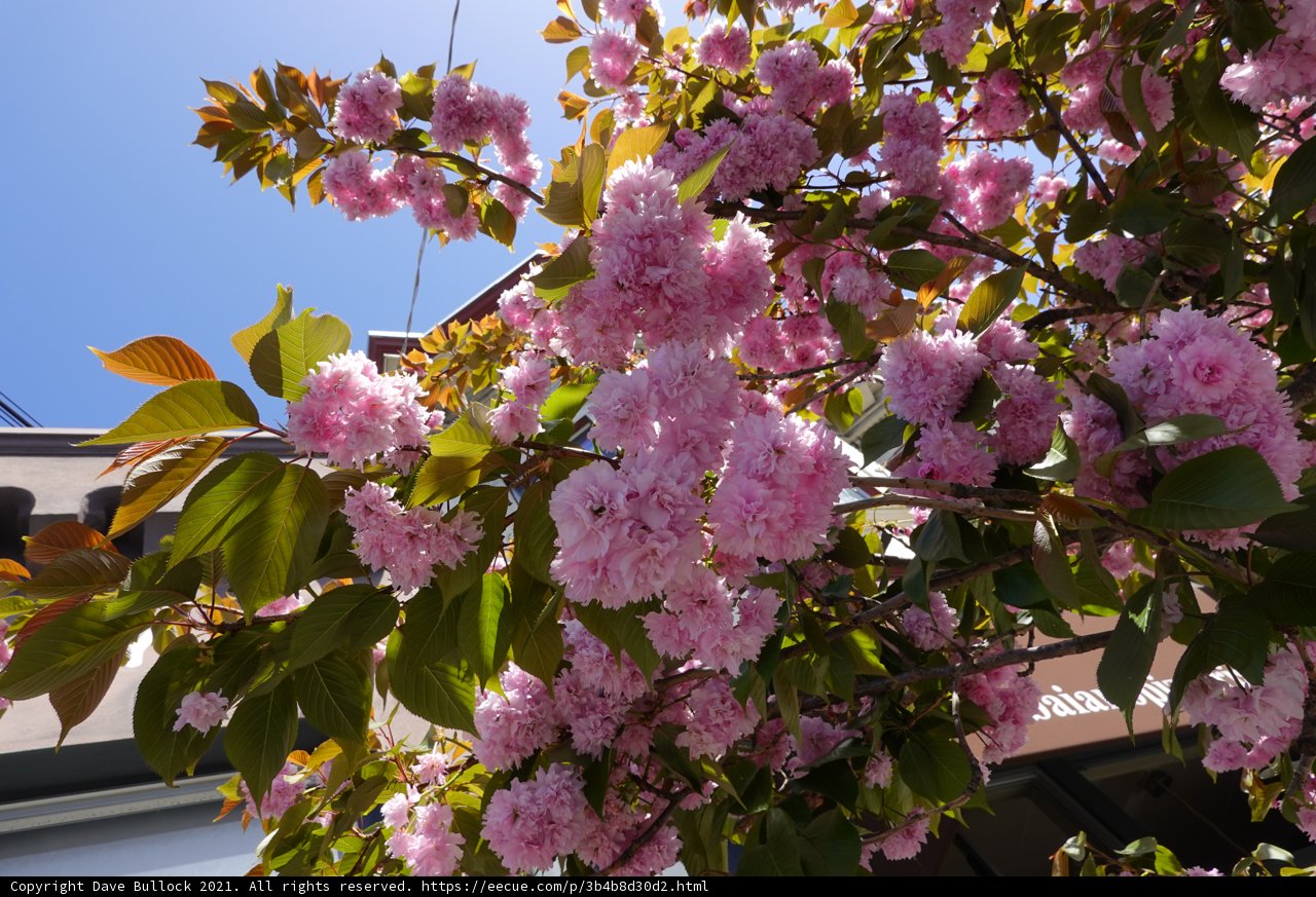 The Pretty Pink Tree