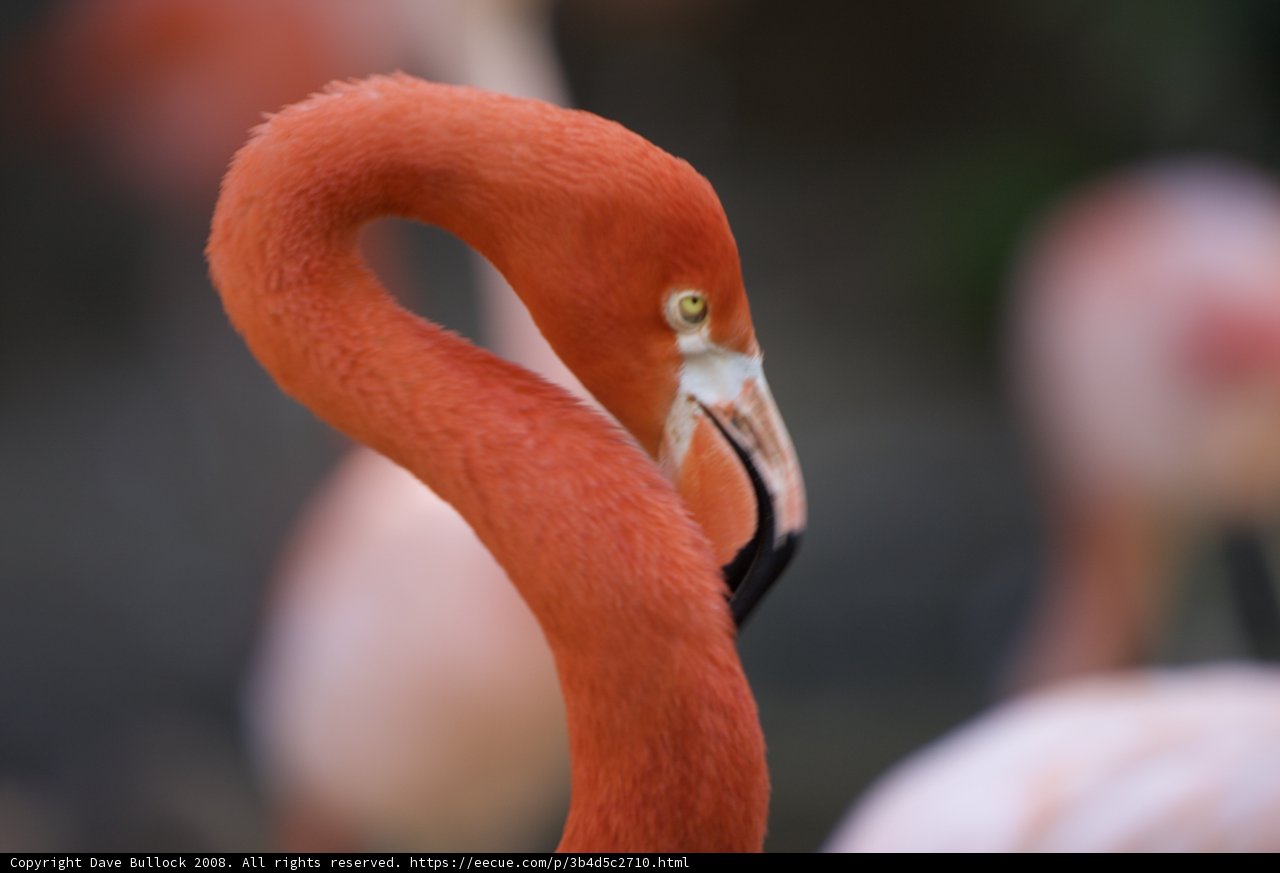 Up Close and Personal with a Flamingo