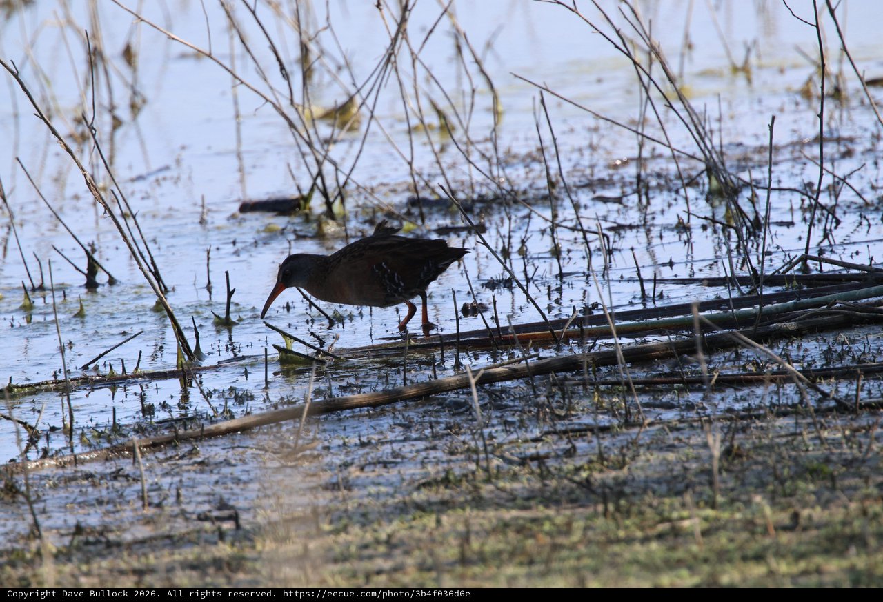 Common Gallinule Foraging in Wetland Shallows