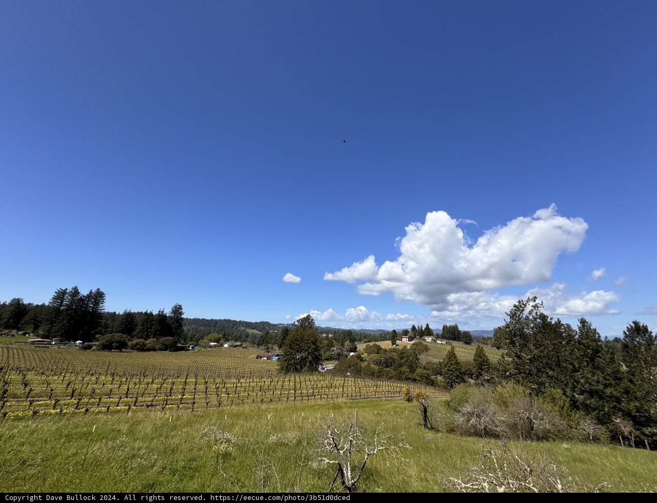 A Scenic Vista: Sebastopol Vineyards