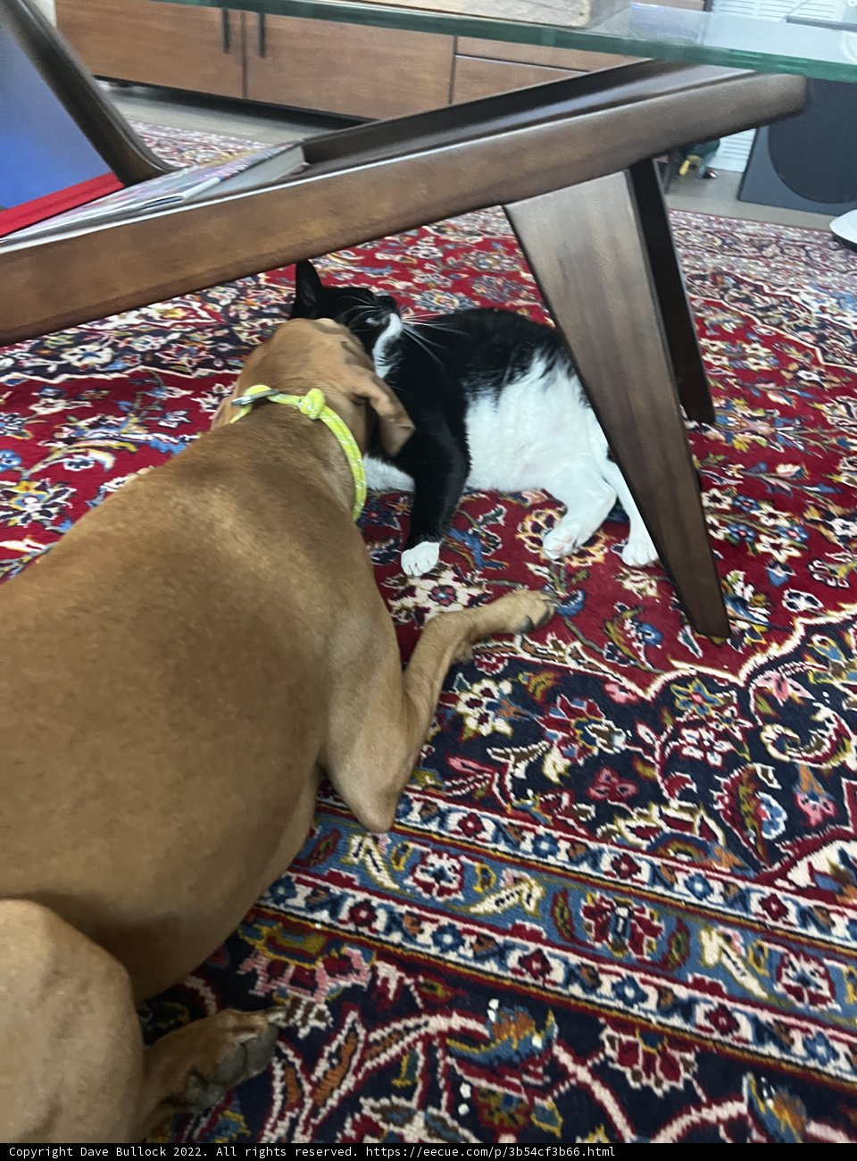 Furry Friends in Perfect Harmony