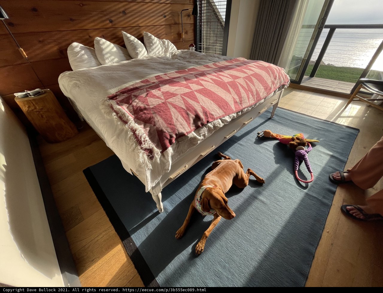 A Cozy Day with Man's Best Friend