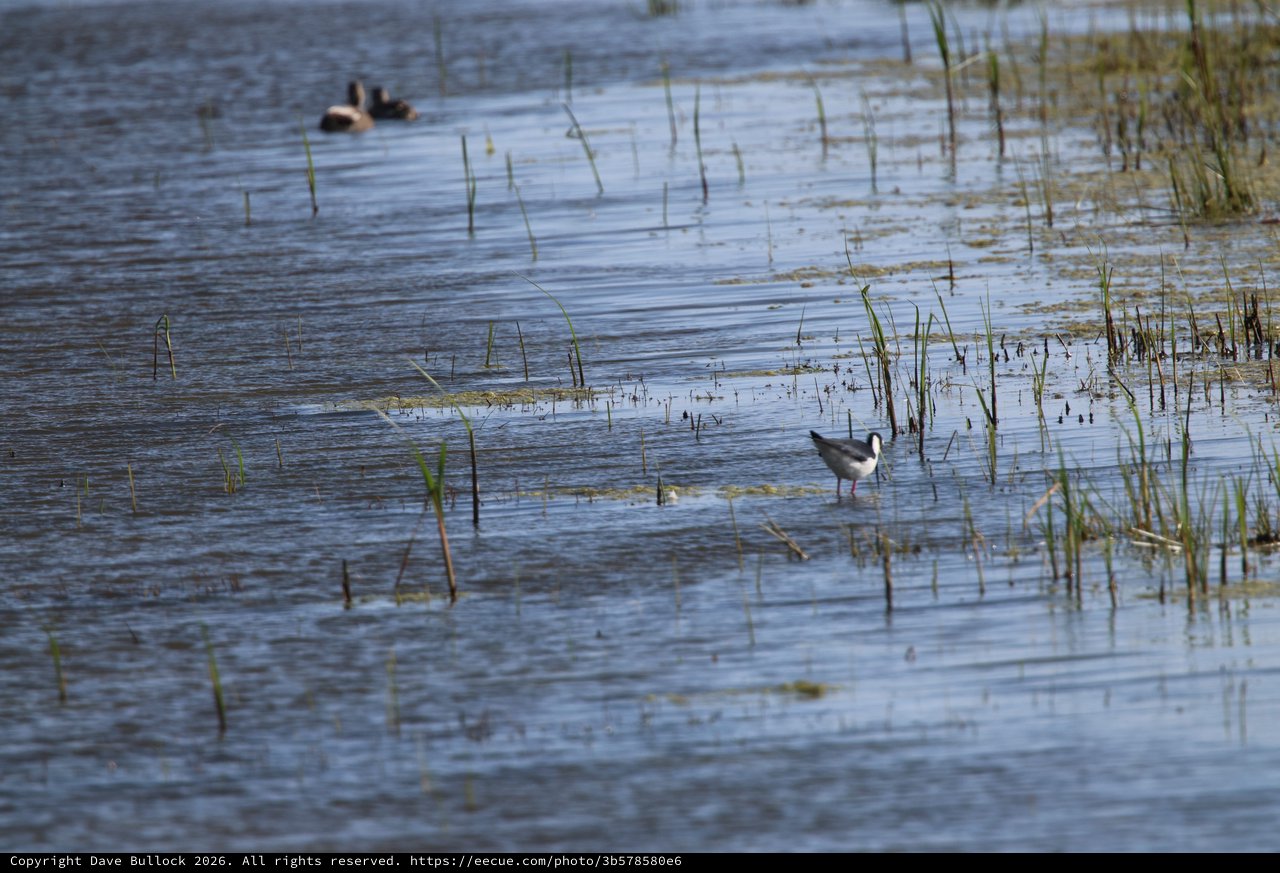 Shorebird Wading Through Shallow Wetland Waters