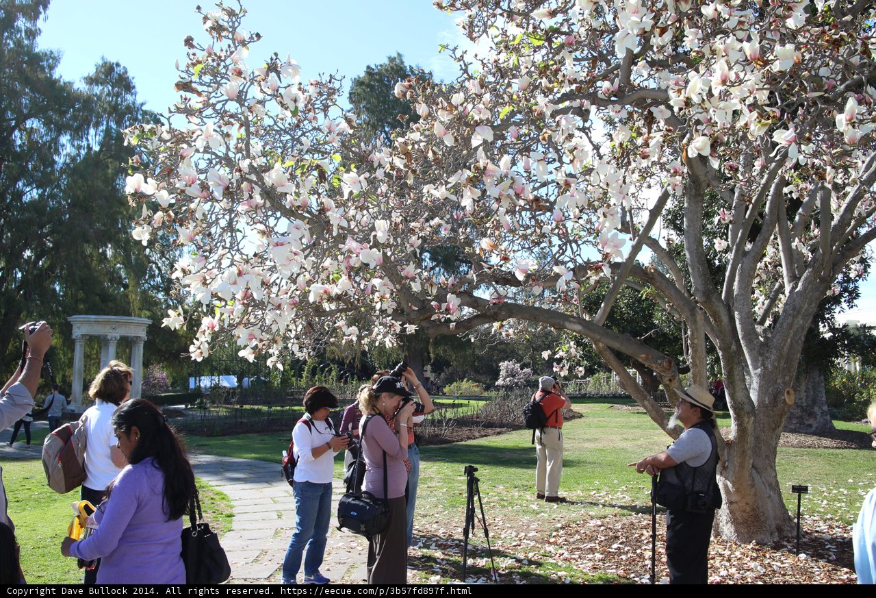 Cherry Blossom Delight at The Huntington Library