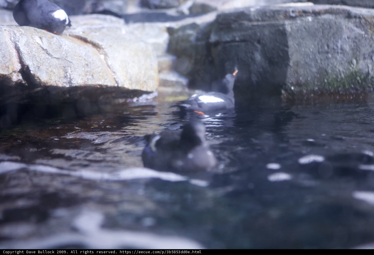Flock of Birds Taking a Dip