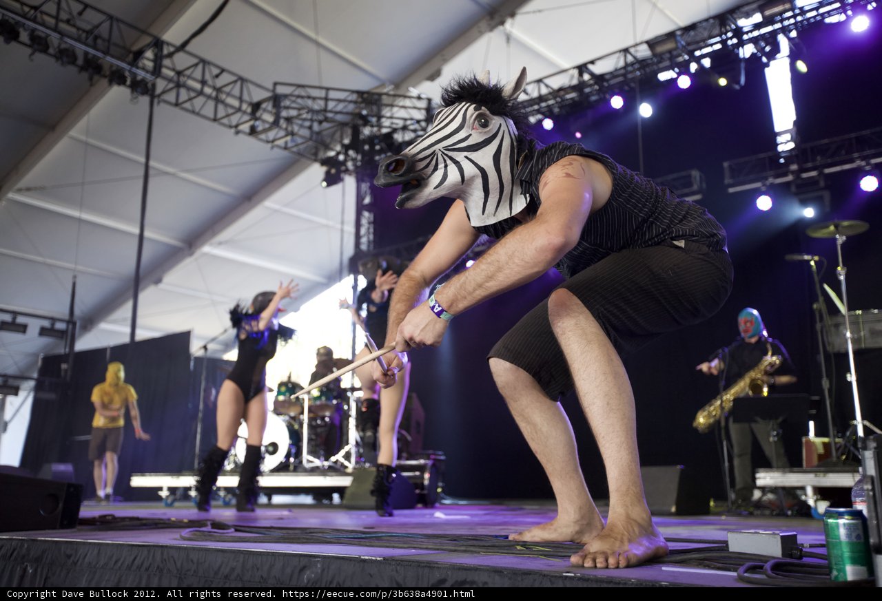 Zebra Man Rocking the Stage