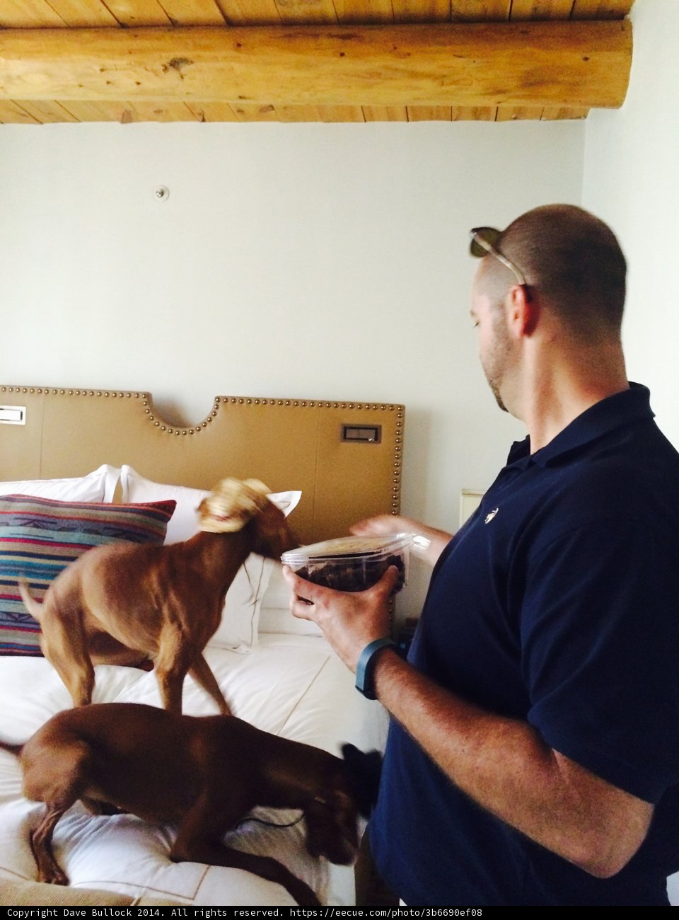 Man's Best Friends on a Bed