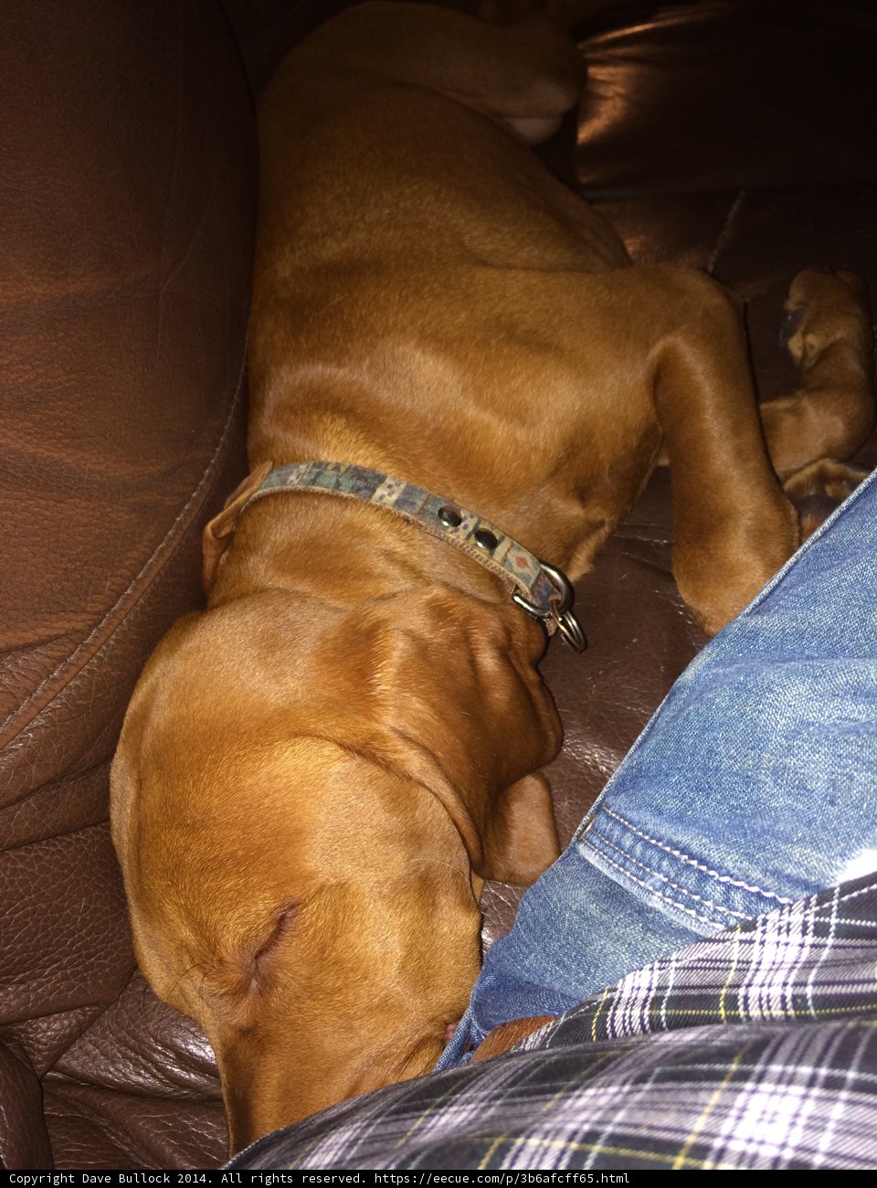 Lazy Days on the Couch