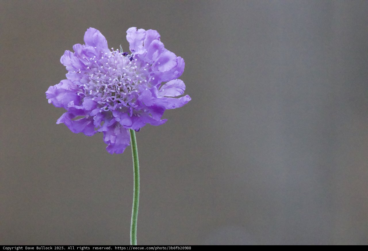 Radiant Blossom