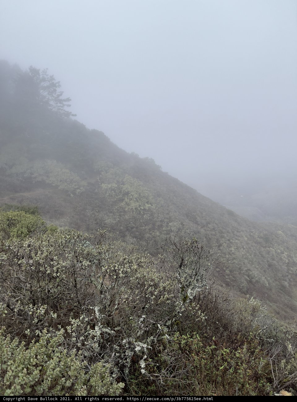 Mystical Mist on the Marin Hillside