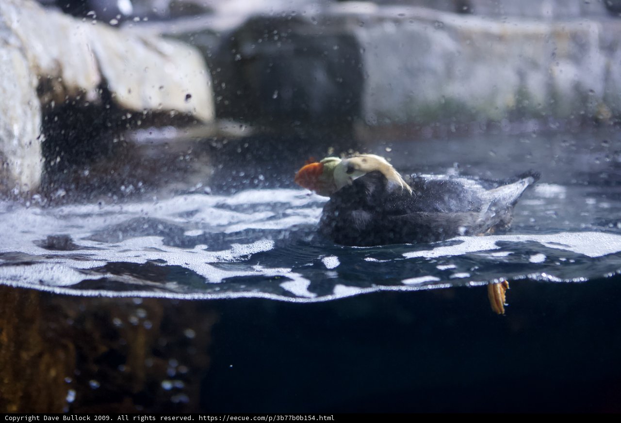 Puffed Up Puffin in the Aquarium