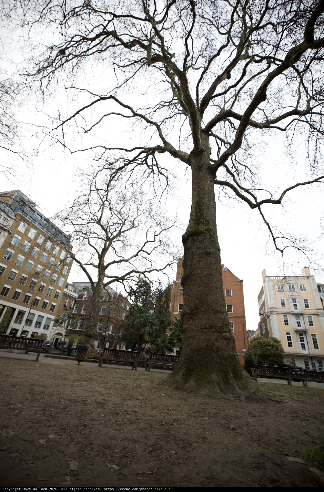 Majestic Bare Tree in London Urban Square
