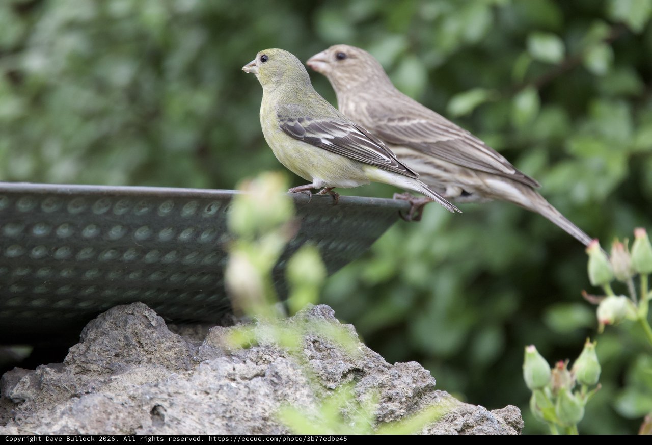 Female and Male House Finches Perched at Garden Feeder