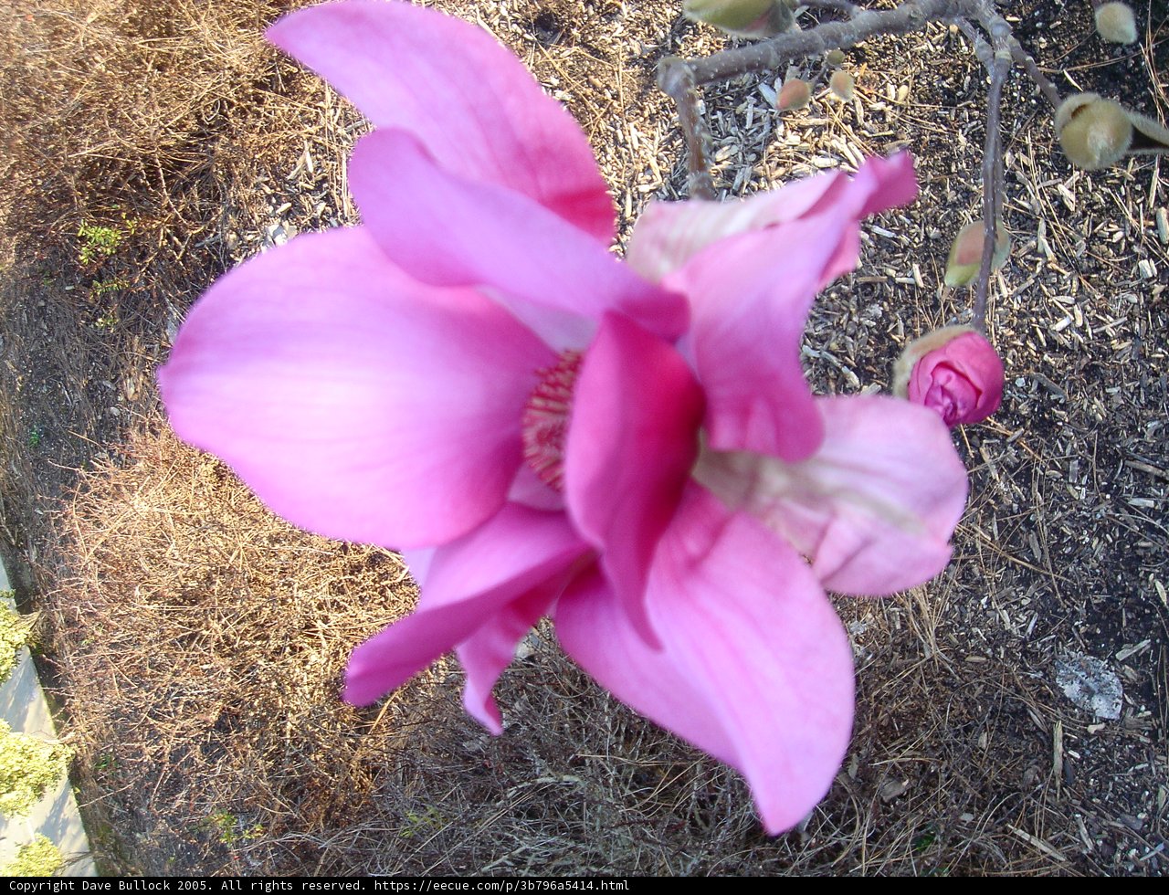 Pretty in Pink
