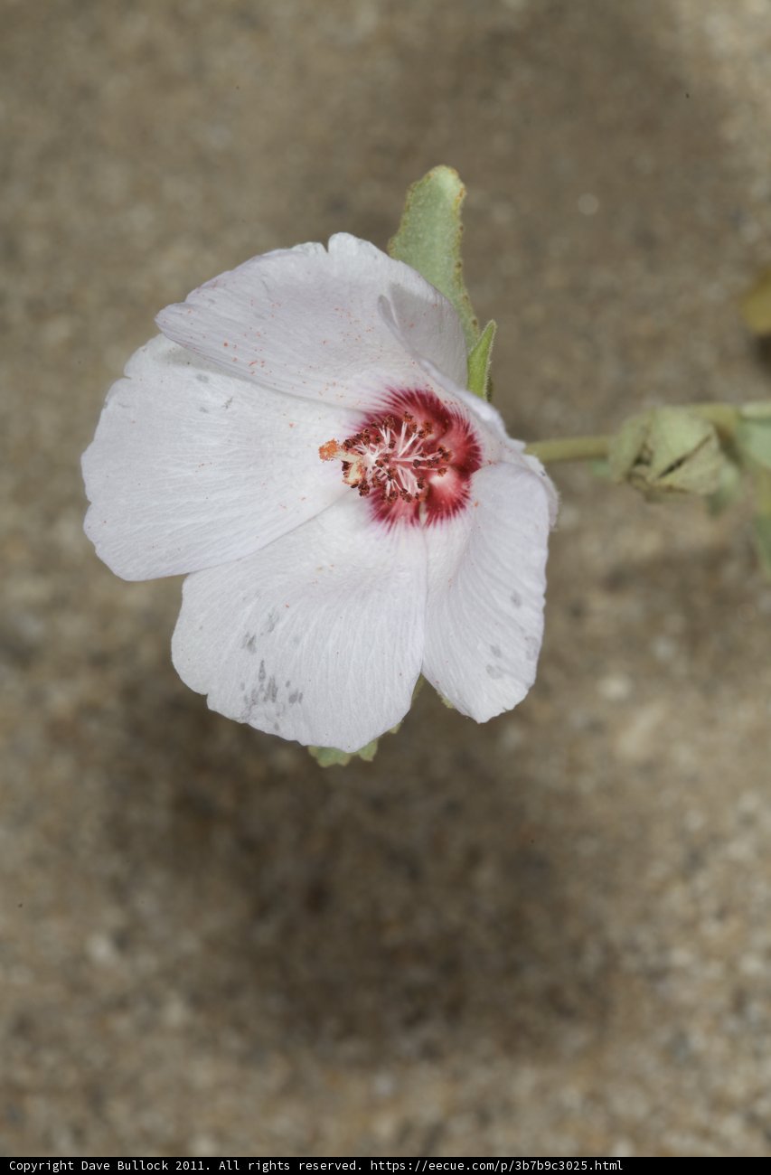 White Geranium Flower with Red Center