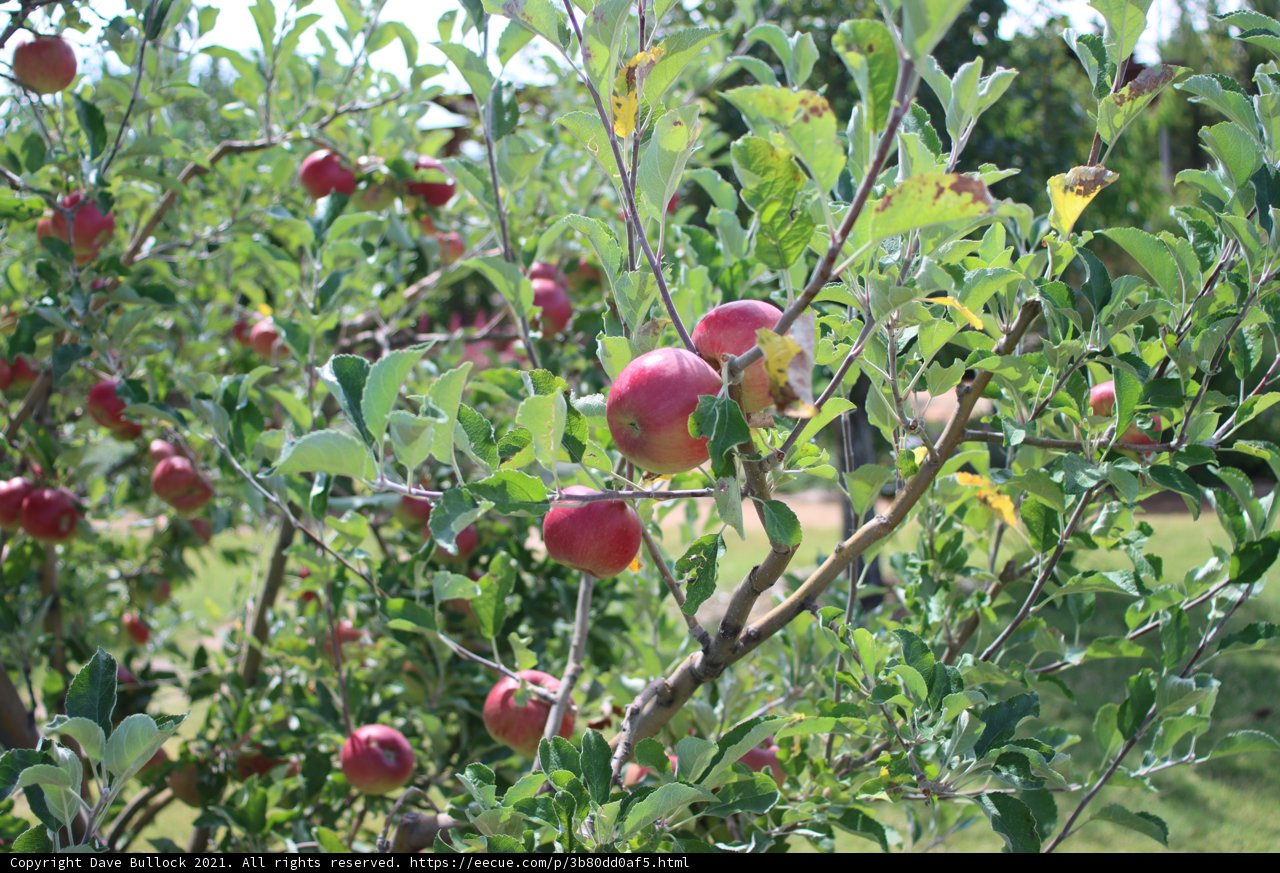 Abundant Apple Tree