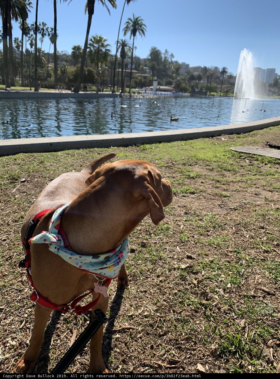 Echo Park Pooch