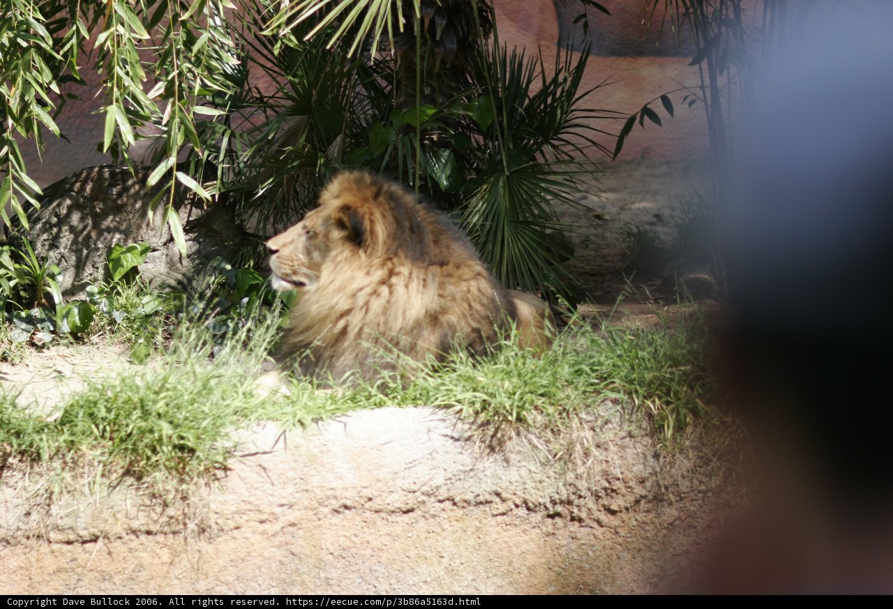 The Majesty of the Lion