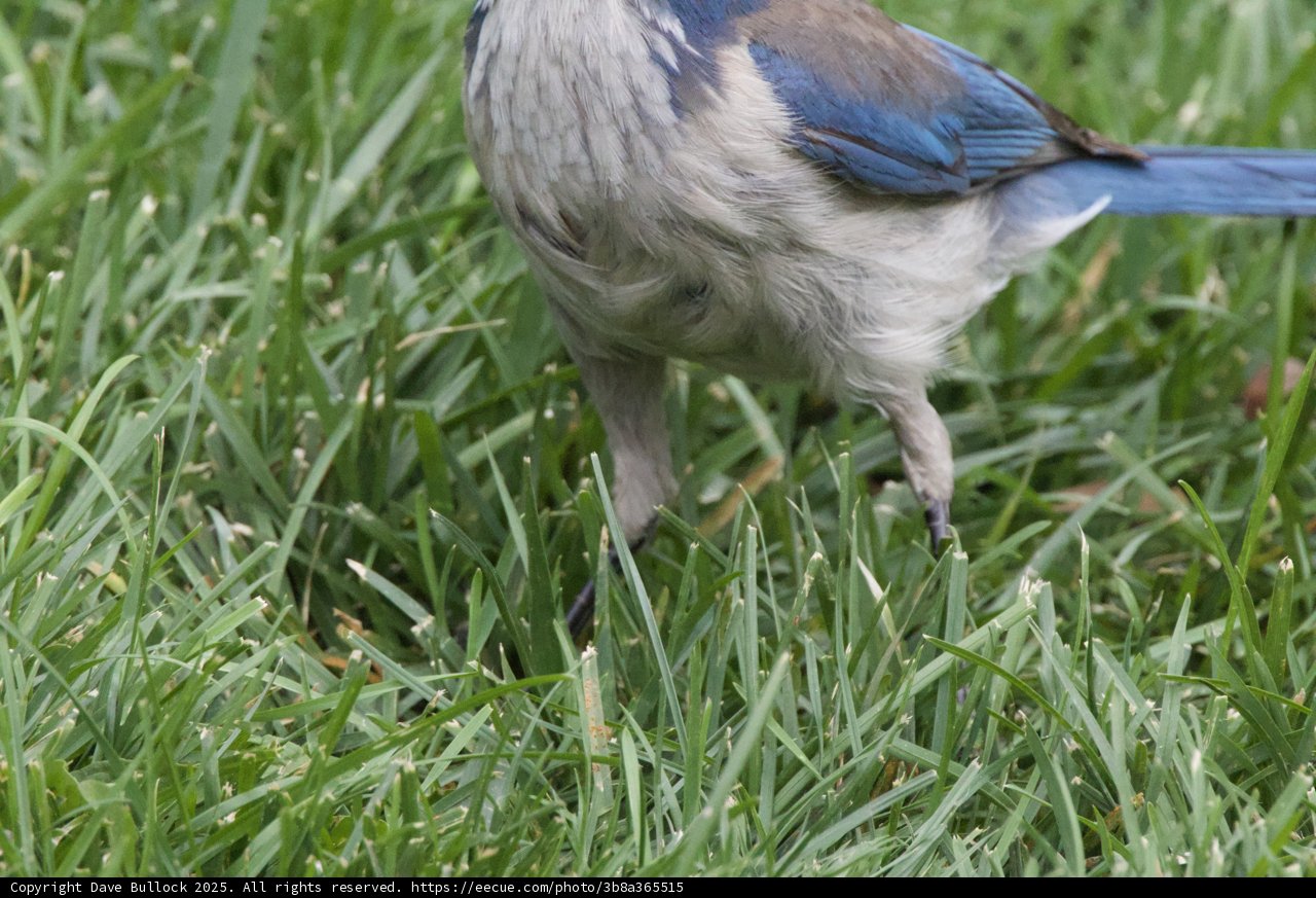 Feathered Beauty in the Grass