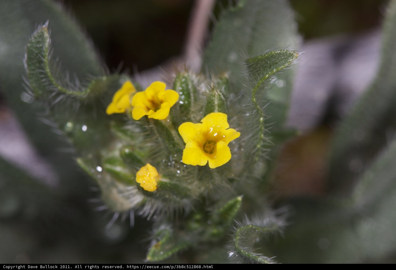 Petite Yellow Bloom