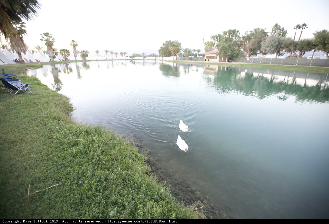 Swans in Serenity