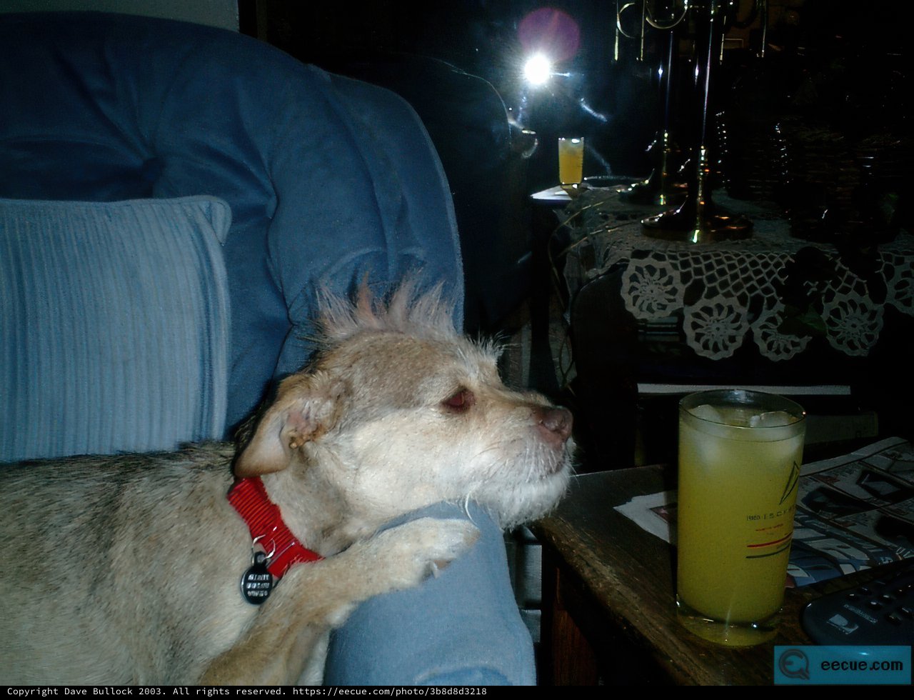 Furry Companionship