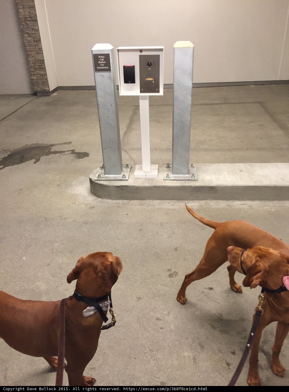 Dogs at the Call Box