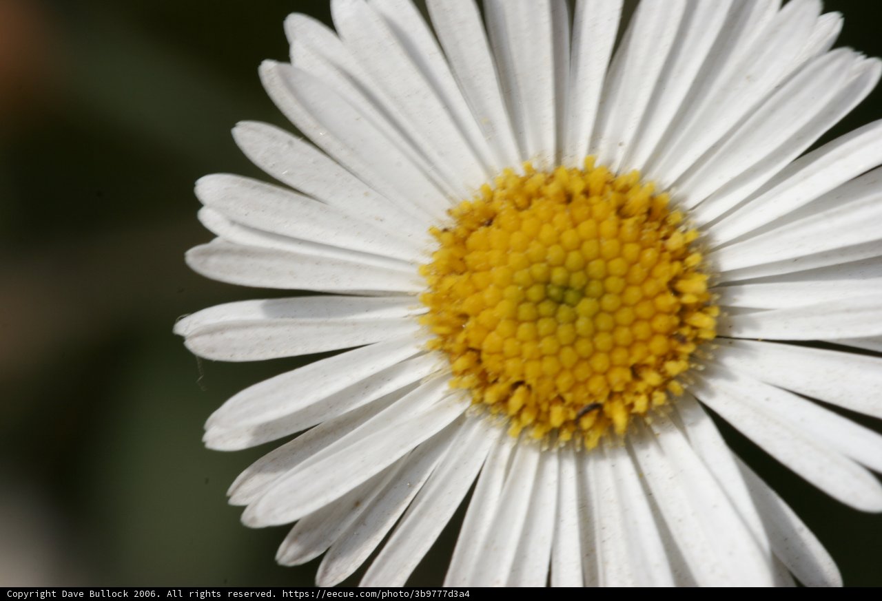 Delicate Beauty Captured