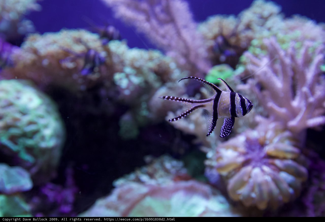 Striped Wonder in the Aquarium