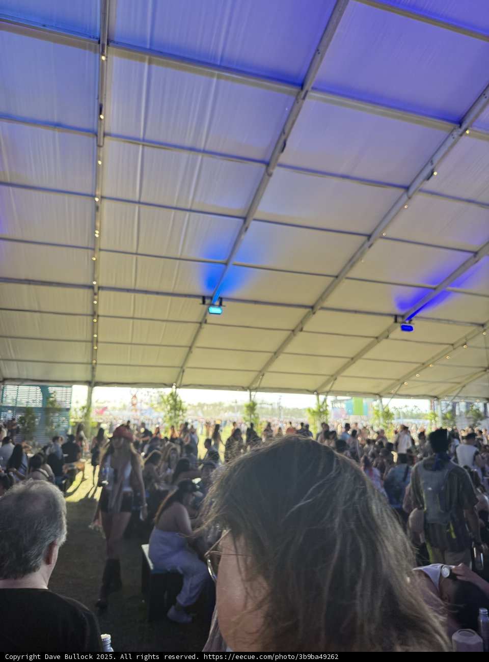 Buzzing Vibes Under the Canopy