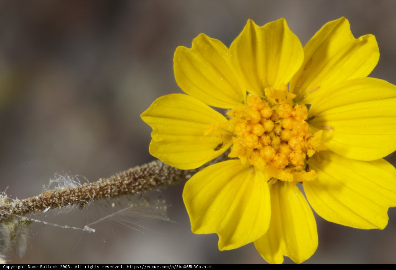 Sunny Daisy