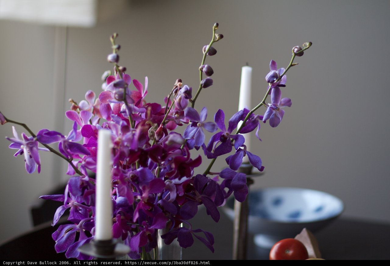 Purple Beauty in Candlelight