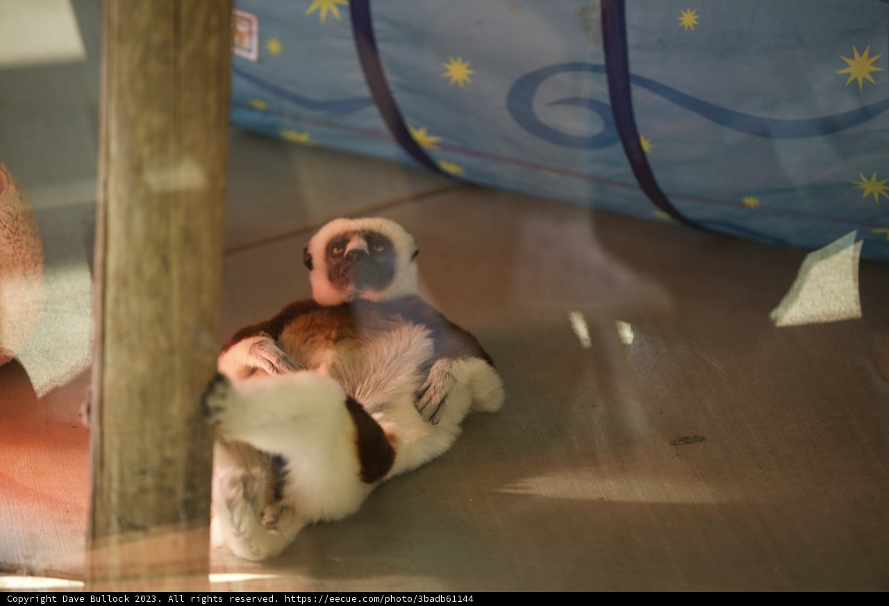Chilled Monkey Magic