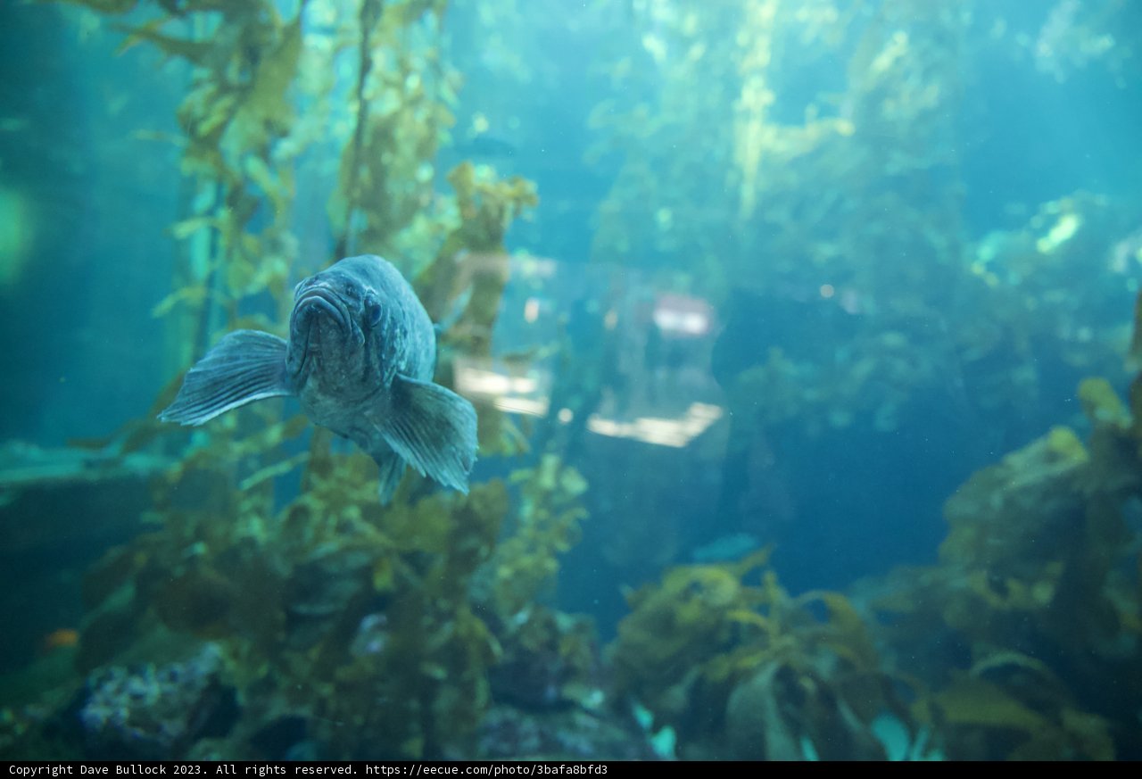Aquatic Journey into Monterey Bay