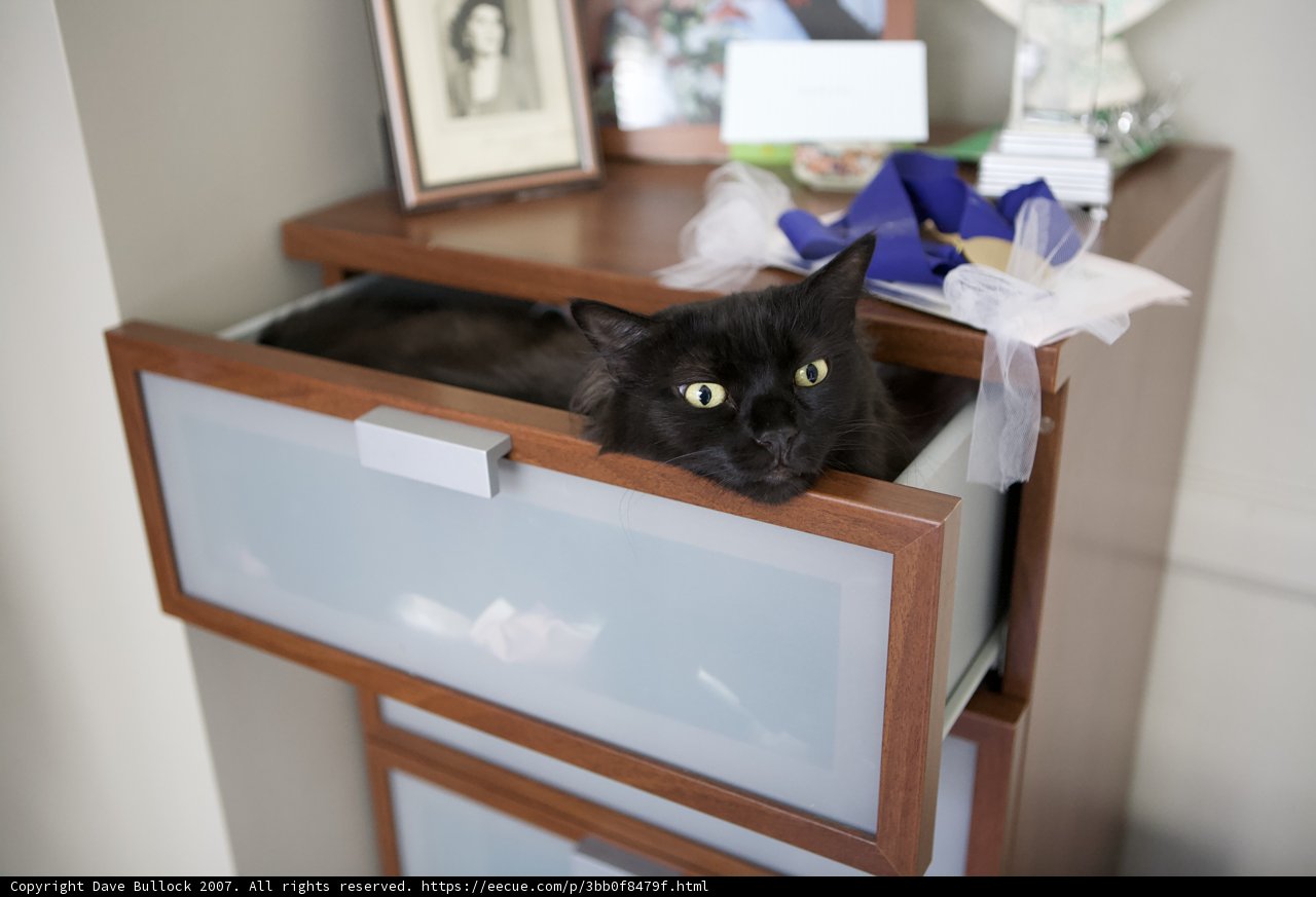 Feline Folly