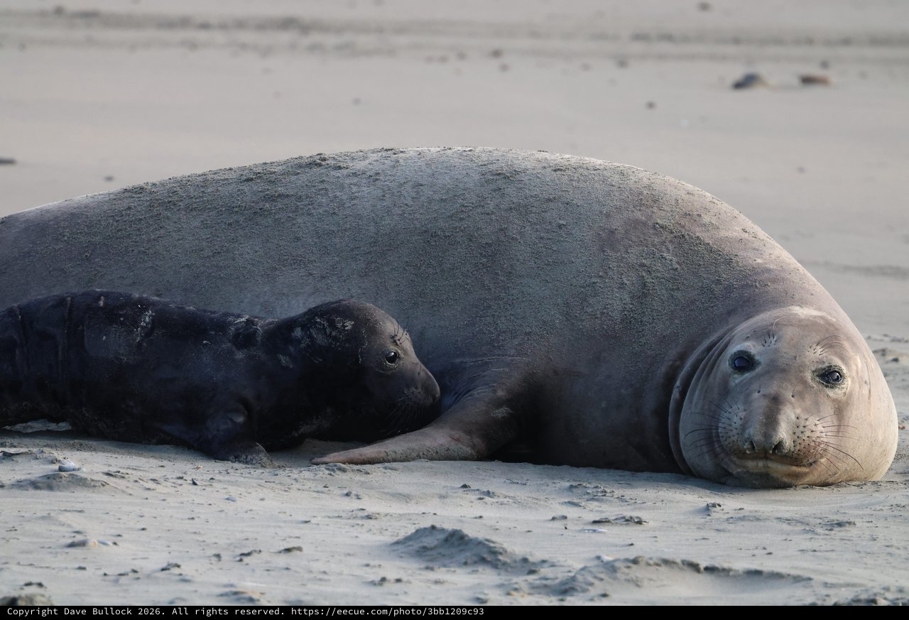 Mother and Pup Elephant Seals Resting on Beach