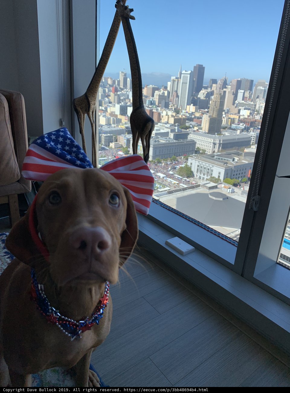 Patriotic Pup Watching the Cityscape