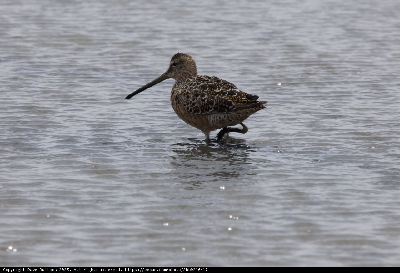 A Stroll in the Shallows